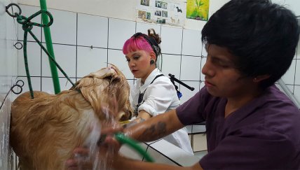 Los 4 errores que podrías cometer al bañar a tu perro