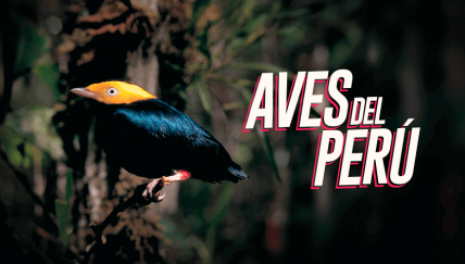 El arte de ver y reconocer aves silvestres