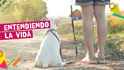 ¿Cómo decirle adiós a una mascota?