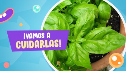 Huerto doméstico: Descubre los secretos para cultivar estas hierbas aromáticas