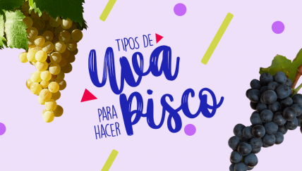 Las uvas pisqueras que se cultivan en nuestro país