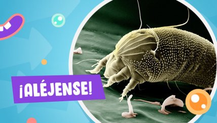 Esto es lo que debes hacer para que los ácaros no afecten la salud de los chicos