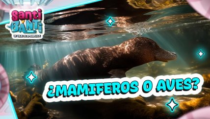 ¿Cuál es el único animal mamífero que nace de huevos? 