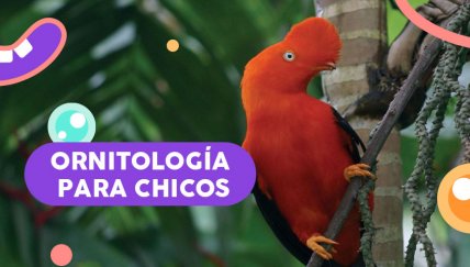 Conociendo nuestras aves: el proyecto educativo que tus hijos amarán