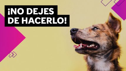 ¿Es importante esterilizar a mi mascota? ¡Claro que sí!