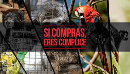 ¡Protejamos nuestra fauna silvestre! Únete a esta campaña contra el tráfico ilegal 