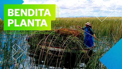 El poder de la totora: Es medicinal y se puede comer