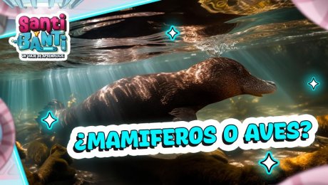 ¿Cuál es el único animal mamífero que nace de huevos? 