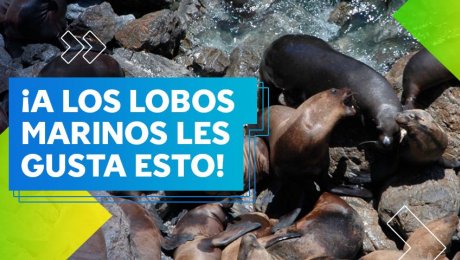 ¡Se viene la Reserva Nacional Dorsal de Nasca!