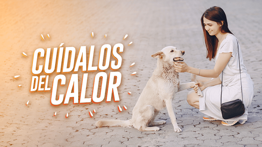 Sigue estos consejos para proteger a tu mascota del calor