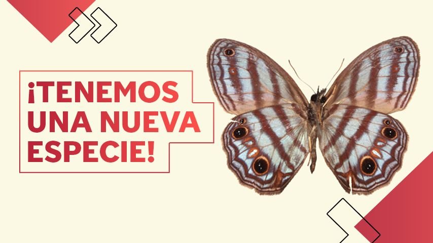 ¡Esta increíble mariposa acaba de ser descubierta en la Amazonía!