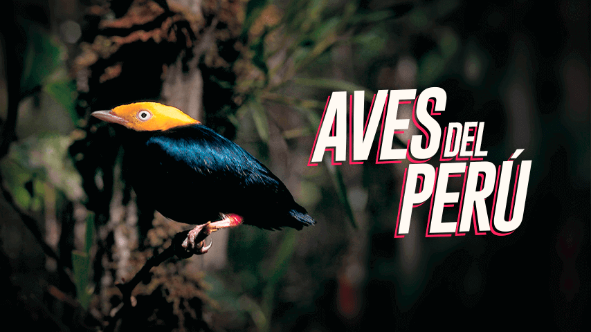 El arte de ver y reconocer aves silvestres