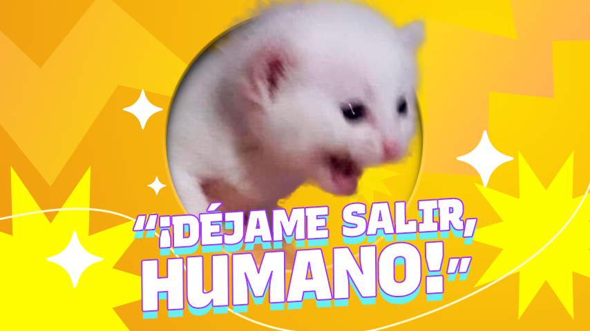Mi gatito quiere salir, ¿lo dejo?