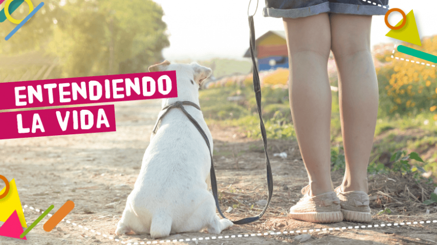  ¿Cómo decirle adiós a una mascota?