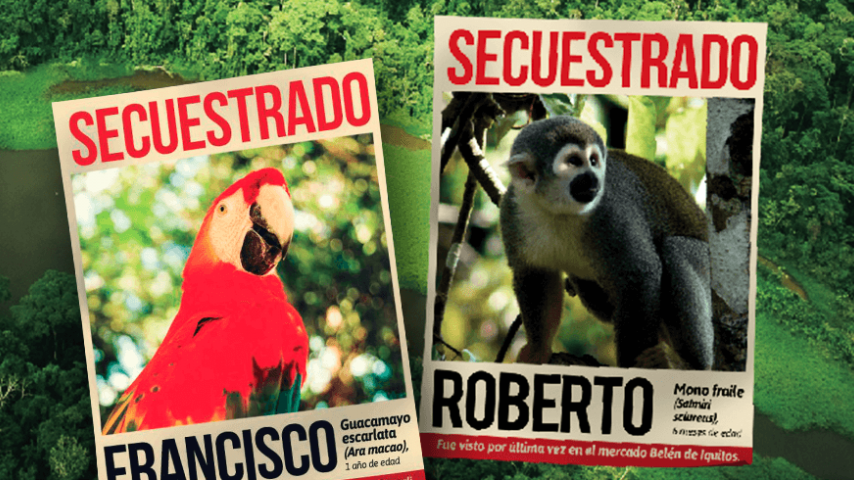 Temporada de circos: ¿Qué hacer si encuentro un animal silvestre en una función?