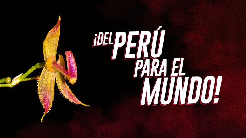 ¡Nueva especie de orquídea es descubierta en el Perú!