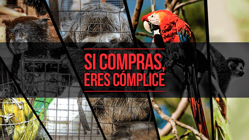 ¡Protejamos nuestra fauna silvestre! Únete a esta campaña contra el tráfico ilegal 