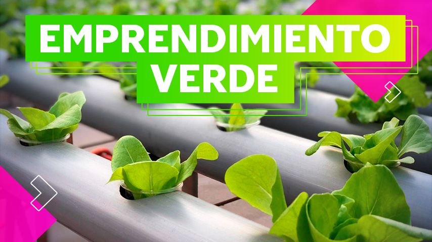  Conoce al estudiante que cultiva lechugas hidropónicas en su casa 