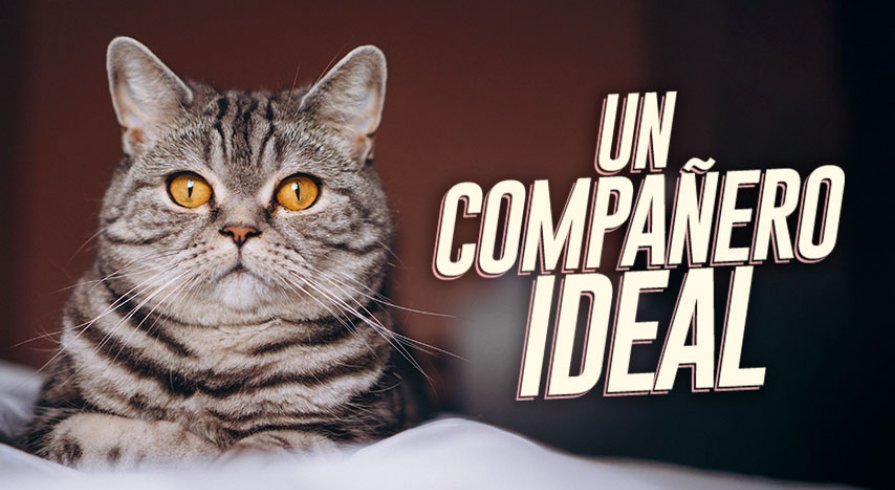 ¿Te gustan los gatos? Conoce cómo y dónde adoptar uno de forma responsable