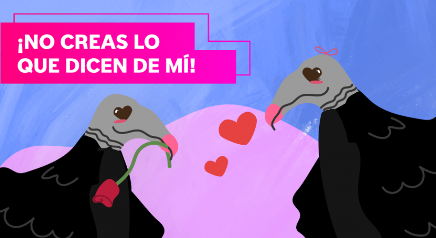 5 cosas que seguro no sabías sobre los gallinazos