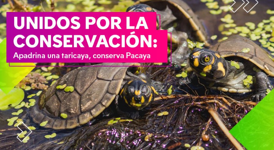 Apadrina una taricaya