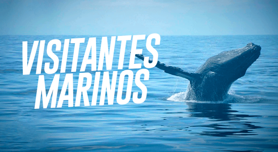 Día Mundial de los Océanos: Estas especies visitan nuestro mar cada año