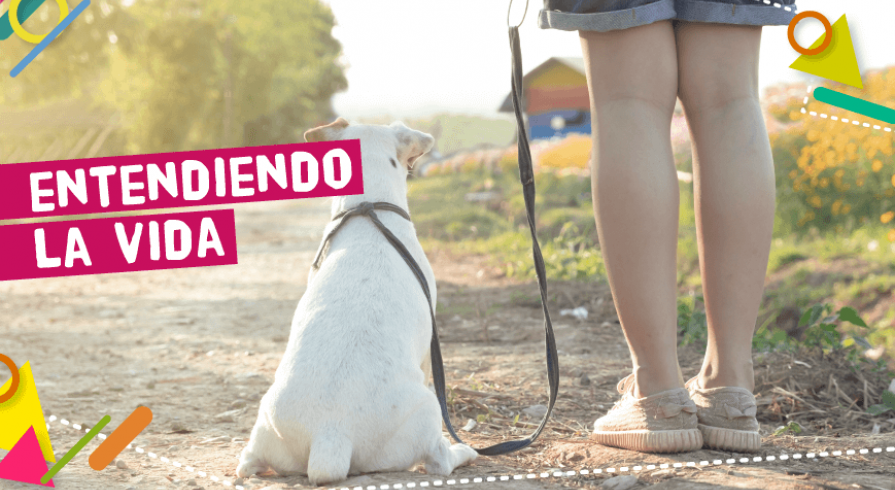  ¿Cómo decirle adiós a una mascota?