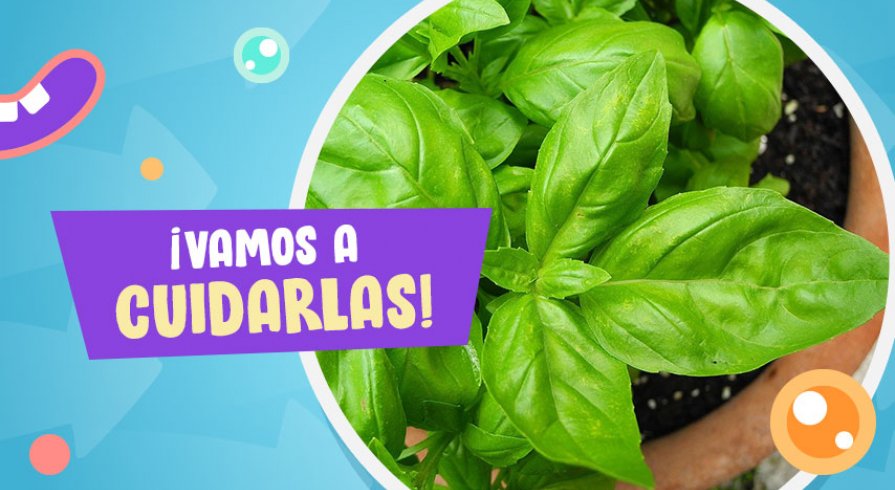 Huerto doméstico: Descubre los secretos para cultivar estas hierbas aromáticas