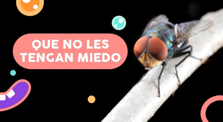 ¡Es momento de hablarle a los chicos sobre los insectos!