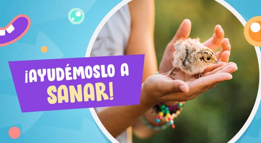 Esto debes hacer si un pajarito lastimado aparece en casa