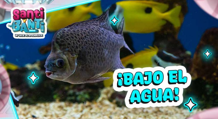 ¿Cómo duermen los peces? Curiosidades asombrosas de los animales acuáticos