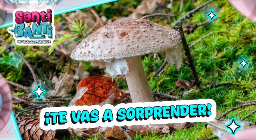 ¿Cuánto mide el hongo más grande del mundo?