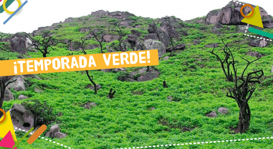 Lomas Lima 