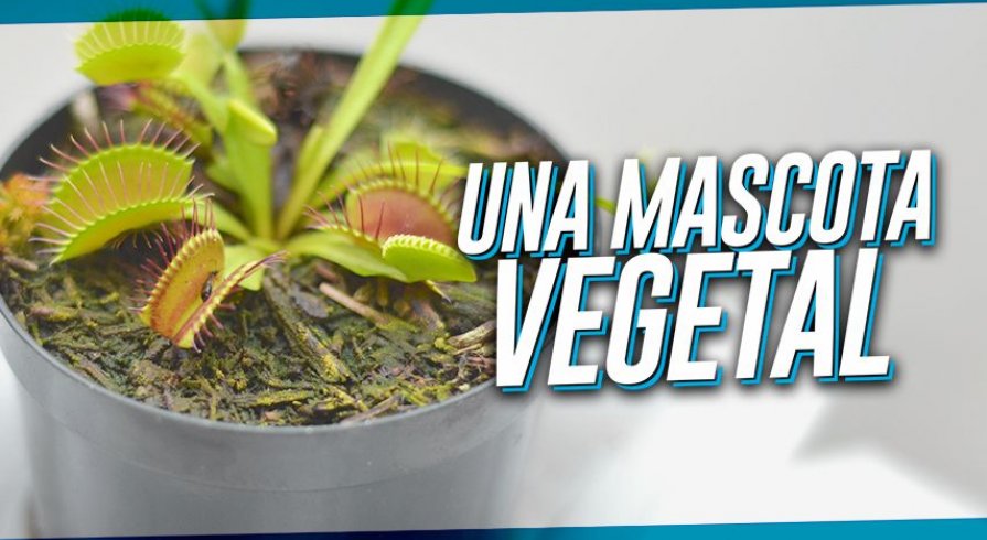 Una mascota vegetal
