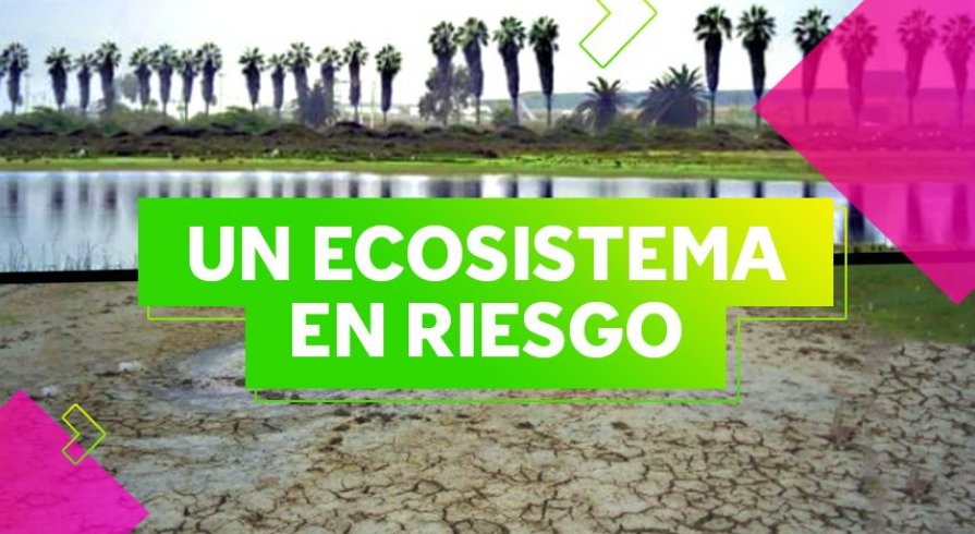Los humedales de Quilcay, el pulmón de Lurín en peligro de desaparecer 