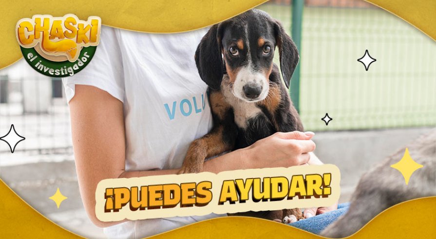 ¿Quieres adoptar a todos los perritos abandonados?