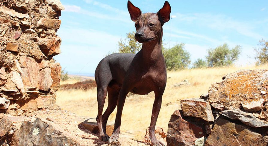 5 cosas que no sabías sobre el perro peruano