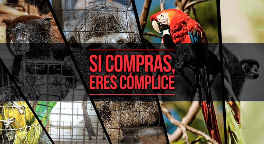 ¡Protejamos nuestra fauna silvestre! Únete a esta campaña contra el tráfico ilegal 