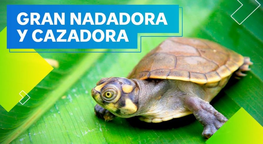 La taricaya, la tortuga que vive en la amazonía peruana