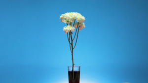 Flores Multicolores