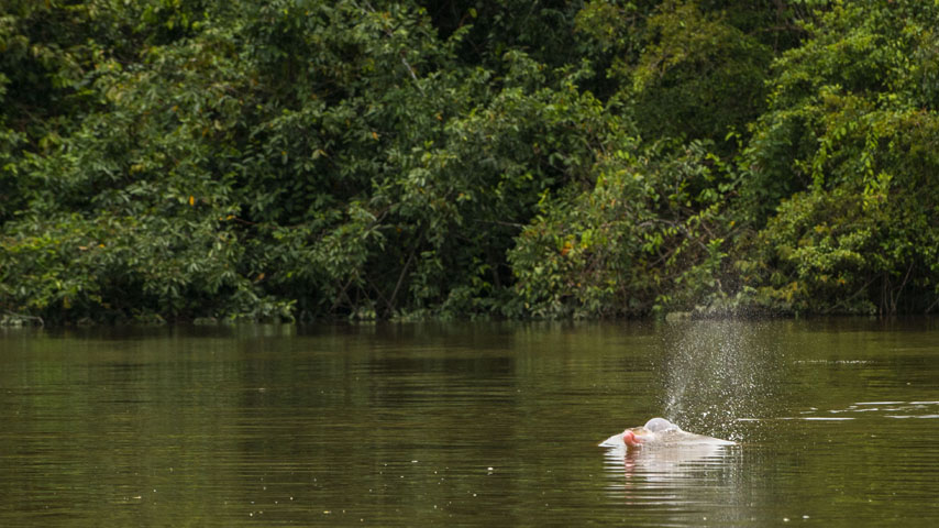 Un delfín rosado se asoma en el río.&amp;nbsp;