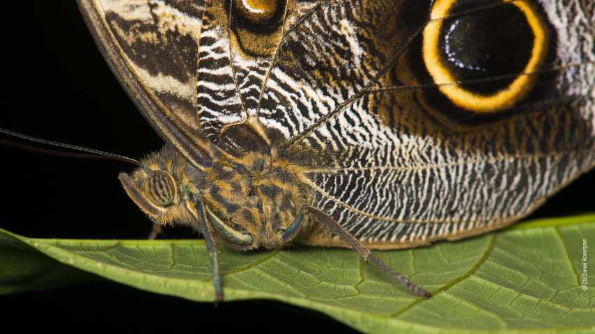 El Parque Nacional Yaguas está ubicado&amp;nbsp;en las provincias de Putumayo y Mariscal Ramón Castilla, cerca de la frontera con Colombia.