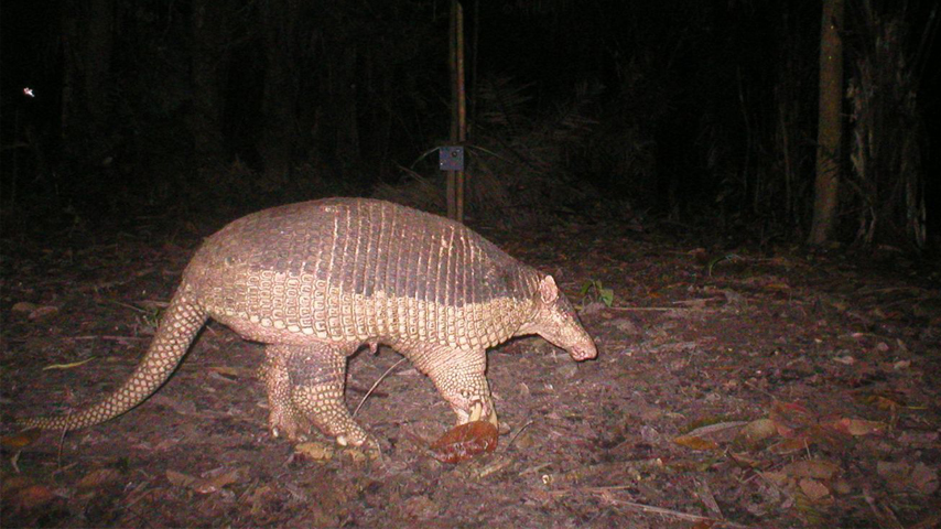 Un armadillo camina en la Reserva Pacaya Samiria, ubicado en la región Loreto.&amp;nbsp;