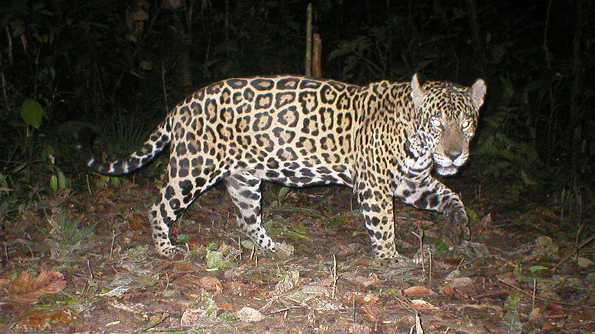 Un Jaguar visto en la Reserva Pacaya Samiria, ubicado en la región Loreto.&amp;nbsp;
