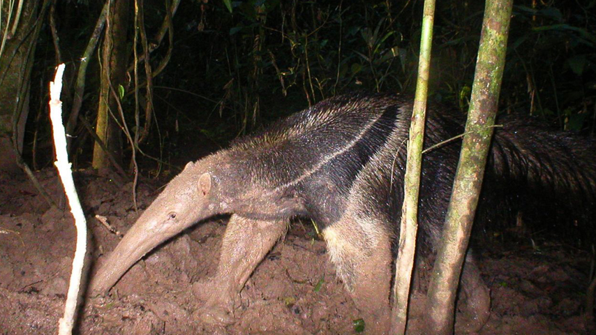 Un oso hormiguero caminando en la noche&amp;nbsp;en la Reserva Pacaya Samiria, ubicado en la región Loreto.&amp;nbsp;