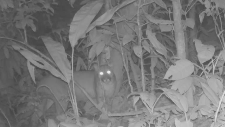 Un puma&amp;nbsp;visto en la noche&amp;nbsp;en&amp;nbsp;el Parque Nacional&amp;nbsp;Tingo María, ubicado en la región Huánuco.