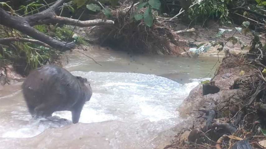 Un Ronsoco en&amp;nbsp;el Parque Nacional&amp;nbsp;Tingo María, ubicado en la región Huánuco.