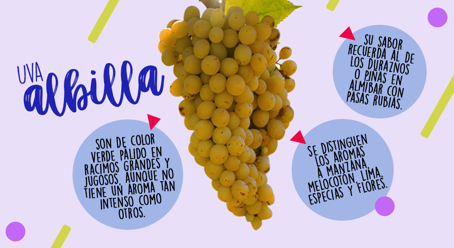 &amp;nbsp;



&amp;nbsp;

1. Albilla

Las bayas de la uva Albilla son de color verde pálido en racimos grandes y jugosos, aunque no tiene un aroma tan intenso como otros.&amp;nbsp;Aún así, se pueden reconocer los olores a manzana, melocotón, lima, especias y flores. Además, su sabor recuerda al de los duraznos o piñas en almíbar con pasas rubias.