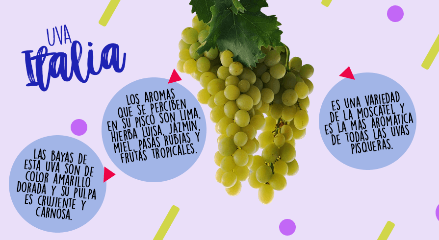 &amp;nbsp;



2. Italia

&amp;nbsp;

La uva italia es una variedad de la moscatel y es la más aromática de todas las uvas pisqueras. Los aromas que producen en los piscos hechos con este fruto son lima, hierba luisa, jazmín, miel, pasas rubias y frutas tropicales.&amp;nbsp; Las bayas de esta uva son de color amarillo dorada y su pulpa es crujiente y carnosa.