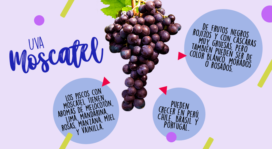 &amp;nbsp;



4. Moscatel

&amp;nbsp;

Las uvas moscatel son de frutos negros rojizos y con cáscaras muy gruesas, pero también pueden ser de color blanco, morados o rosados.&amp;nbsp;Los piscos que se producen con esta variedad tiene aromas de melocotón, lima, mandarina, rosas, manzana, miel y vainilla. Pueden crecer en Perú, Chile, Brasil y Portugal.